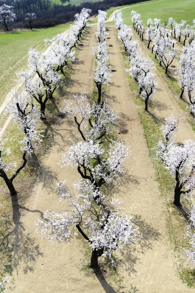 Huerto de almendros en Hustopece, Moravia del Sur, República Checa —  Fotos de Stock