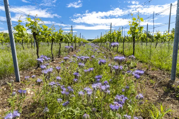 Blommigt avstånd i ekologisk vingård, Mähren, Tjeckien — Stockfoto