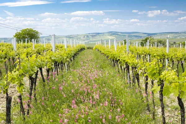 Espaciado floral en viñedo orgánico cerca de Velke Bilovice, Moravia , —  Fotos de Stock