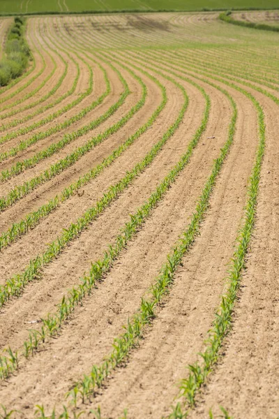 Field of corn, Styria, Austria — Stock Photo, Image