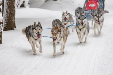 Sedivacek 'in uzun, Çek Cumhuriyeti kızak yarışı