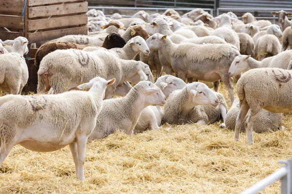 Pecora nella fattoria, Provenza, Francia — Foto Stock