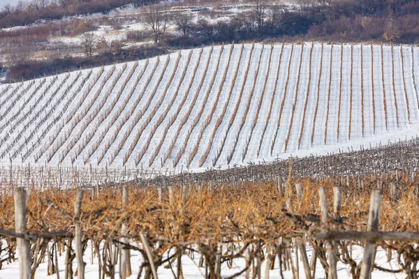 Vinhas perto de Sarospatak, região de Tokaj Hungria — Fotografia de Stock