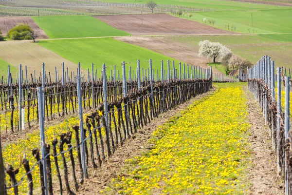 Winnica wiosną w pobliżu Retz, Austria — Zdjęcie stockowe