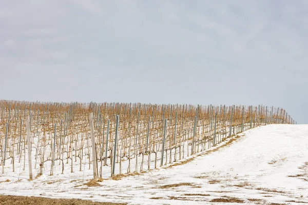 Winnice w pobliżu Vinicky, region Tokaj, Słowacja — Zdjęcie stockowe