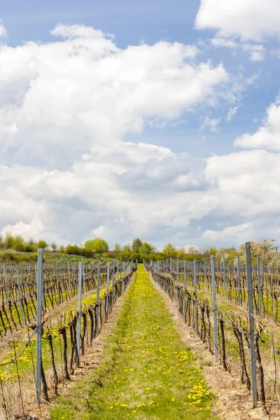 Winnice w pobliżu Hnanice, Znojmo region, Czech Republic — Zdjęcie stockowe