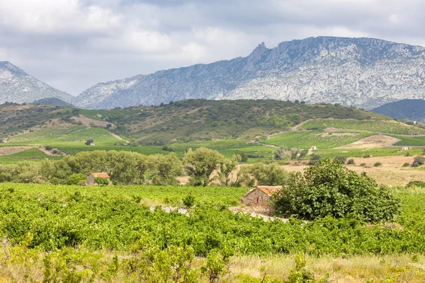 Wijngaarden in de wijnstreek Languedoc-Roussillon, Roussillon, F — Stockfoto