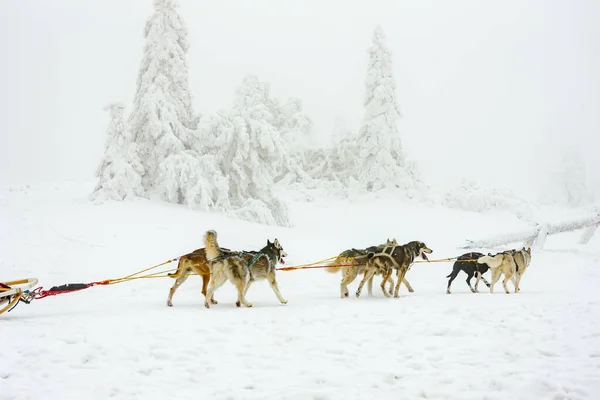 Sledge dogging, Sedivacek's long, Czech Republic — 图库照片