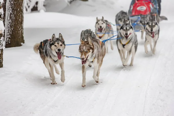 Sledge dogging, Sedivacek's long, Czech Republic — Stock Photo, Image