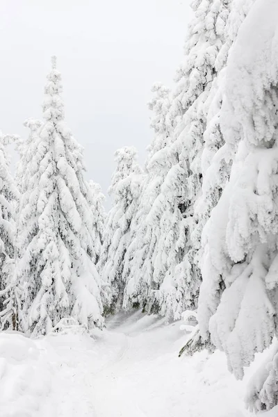 Kış manzara köknar ağaçları karla kaplı — Stok fotoğraf