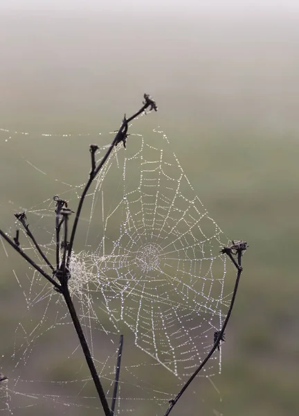 Павутинна мережа на світанку — стокове фото
