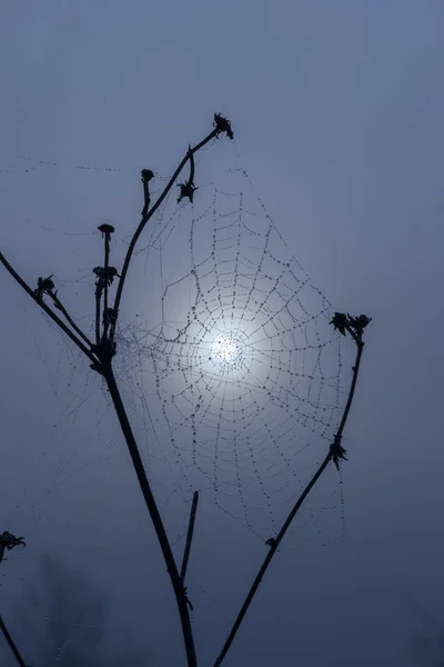 Toile d'araignée au soleil levant — Photo