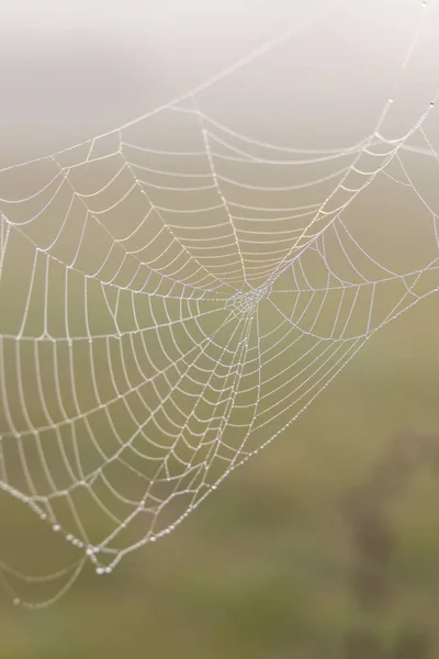 Teia de aranha ao nascer do sol — Fotografia de Stock