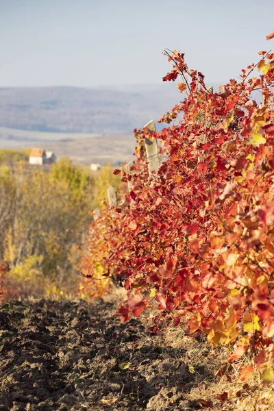 Winnica w pobliżu miasta Eger, północne Węgry — Zdjęcie stockowe