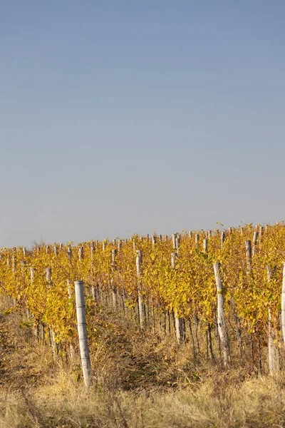 Виноградник недалеко от города Эгер, Северная Венгрия — стоковое фото