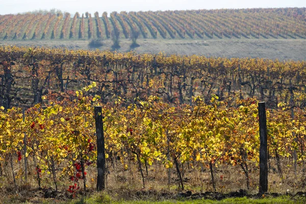 Vineyard near the city Eger, northern Hungary — Stock Photo, Image