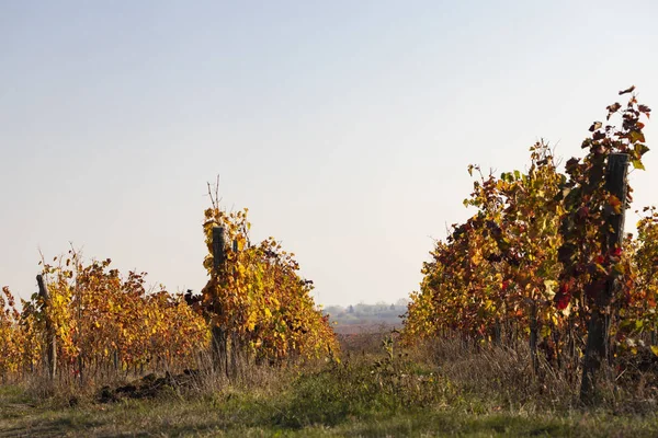 Wijngaard bij de stad Eger, Noord-Hongarije — Stockfoto
