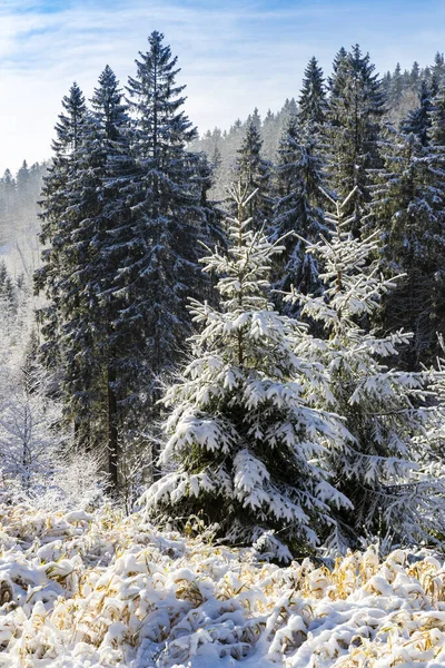Орлиная гора зимой, Чехия — стоковое фото
