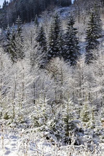 Орлиная гора зимой, Чехия — стоковое фото