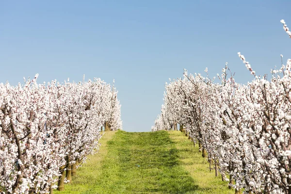 Paesaggio con frutteto fiorito in primavera — Foto Stock