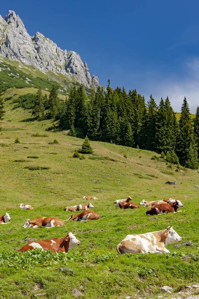 Австрійські Альпи поблизу Аратурхаус і Бішофсгофен — стокове фото