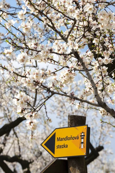 Nápis "mandlová stezka" v Almond Tree sad v Hustopece, Jižní M — Stock fotografie
