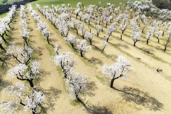 Hustopece, Güney Moravya 'daki Badem Ağacı Bahçesi, Çek Cumhuriyeti — Stok fotoğraf