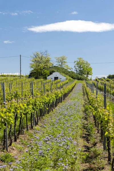 Espacio floral en viñedo orgánico, Moravia, República Checa —  Fotos de Stock