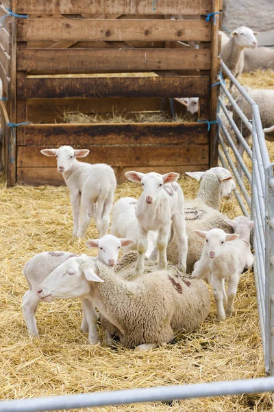 Schapen op de boerderij, Provance, Frankrijk — Stockfoto