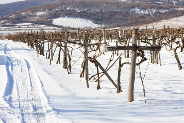 Vignobles près de Sarospatak, région de Tokaj Hongrie — Photo