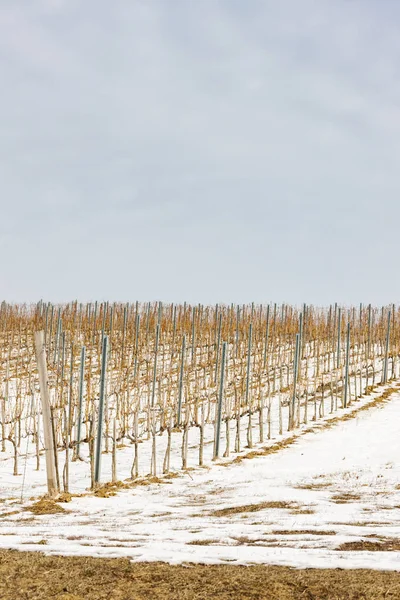 Weinberge in der Nähe von Vinicky, Region Tokaj, Slowakei — Stockfoto