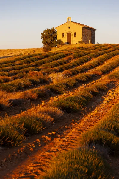 Capilla con campo de lavanda, Meseta de Valensole, Provenza, Fran — Foto de Stock