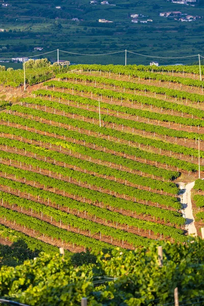 Vista sobre el viñedo La Fitta, Veneto, Italia — Foto de Stock