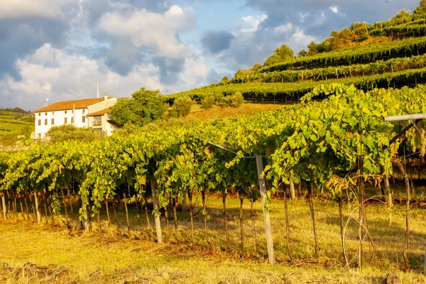 Utsikt över La Fitta vingård, Veneto, Italien — Stockfoto