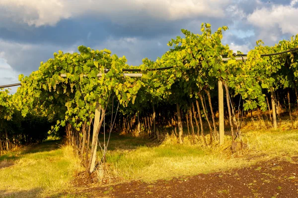 Vue sur le vignoble La Fitta, Vénétie, Italie — Photo