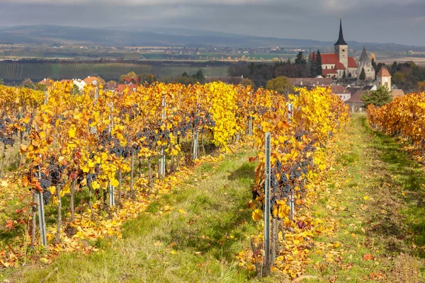 Виноградник осенью недалеко от Пулкау, Нижняя Австрия, Австрия — стоковое фото