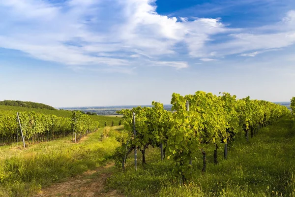 Wijngaarden bij Villany, Baranya, Zuid-Hongarije — Stockfoto