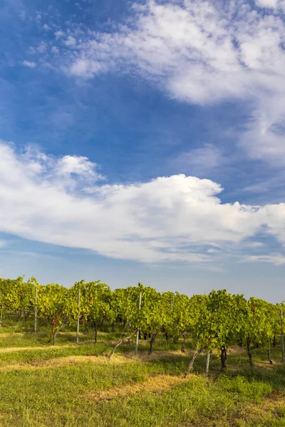 Vineyards near Villany, Baranya, Southern Hungary — Stock Photo, Image