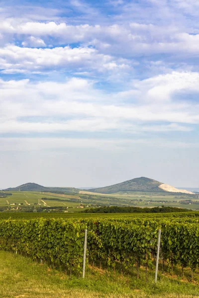 Vinodlingar nära Villany, Baranya, södra Ungern — Stockfoto