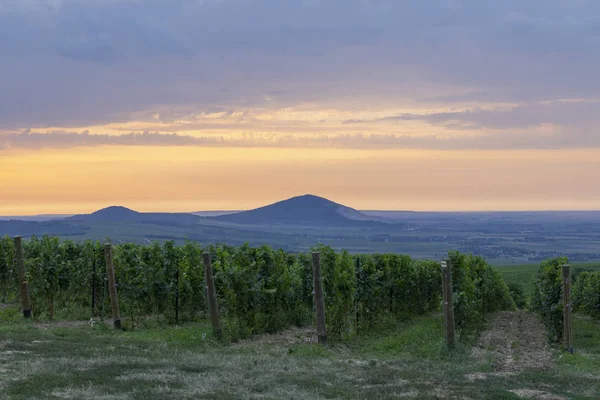 Viñedos cerca de Villany, Baranya, sur de Hungría — Foto de Stock