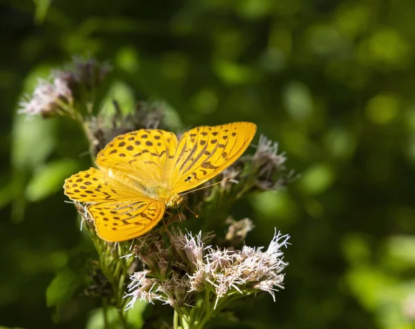 Silver-washed fritillary butterfly in natural environment, Natio — Stock Photo, Image