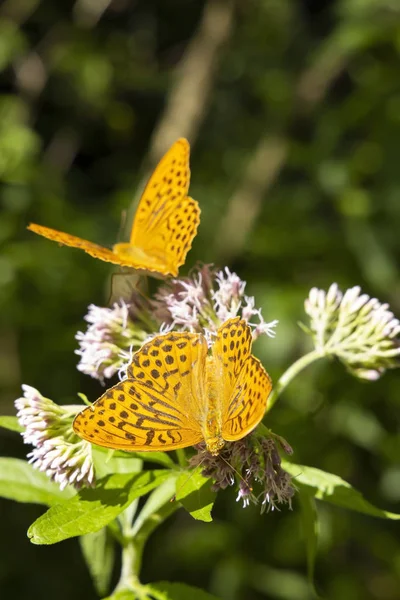 Серебряная бабочка в естественной среде обитания, Натио — стоковое фото