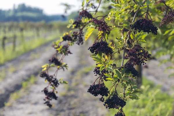 elderberry orchard in central Hungary