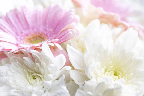 Natura morta di fiori su sfondo bianco — Foto Stock