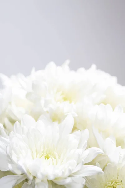 Stilleben blommor på vit bakgrund — Stockfoto