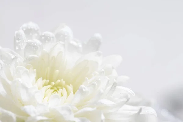 Nature morte de fleurs sur fond blanc — Photo