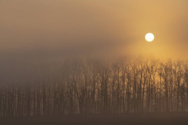 Güney Moravya, Çek Cumhuriyeti, Znojmo yakınlarında gün doğumu