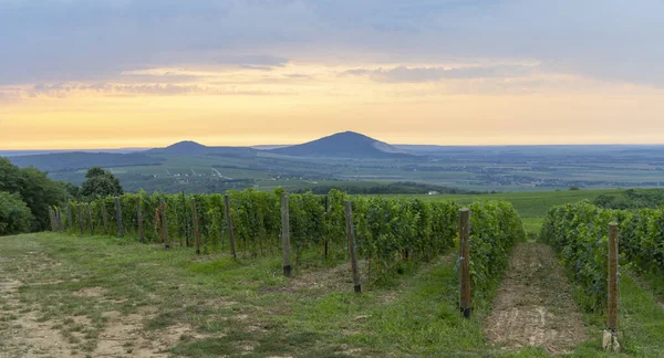 Vignobles près de Villany, Baranya, Hongrie du Sud — Photo