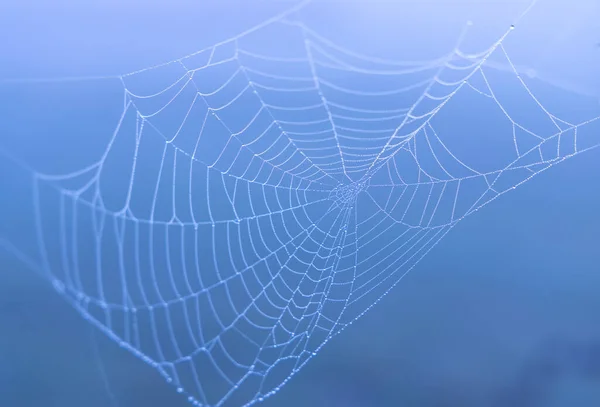 Teia de aranha ao nascer do sol — Fotografia de Stock