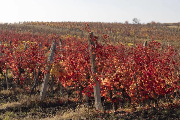 Vignoble près de la ville Eger, nord de la Hongrie — Photo